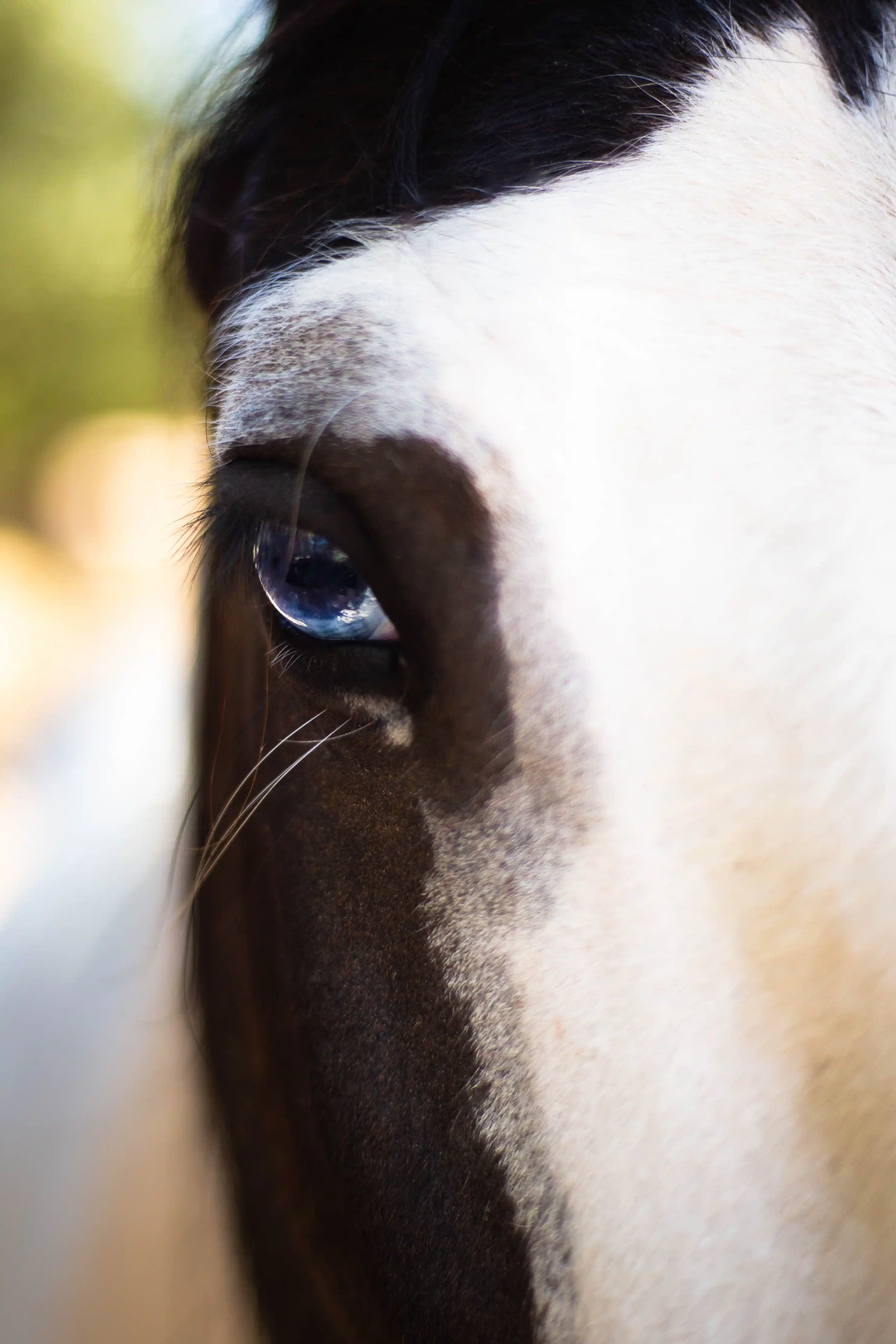 Wildlife - CHEVAL_10