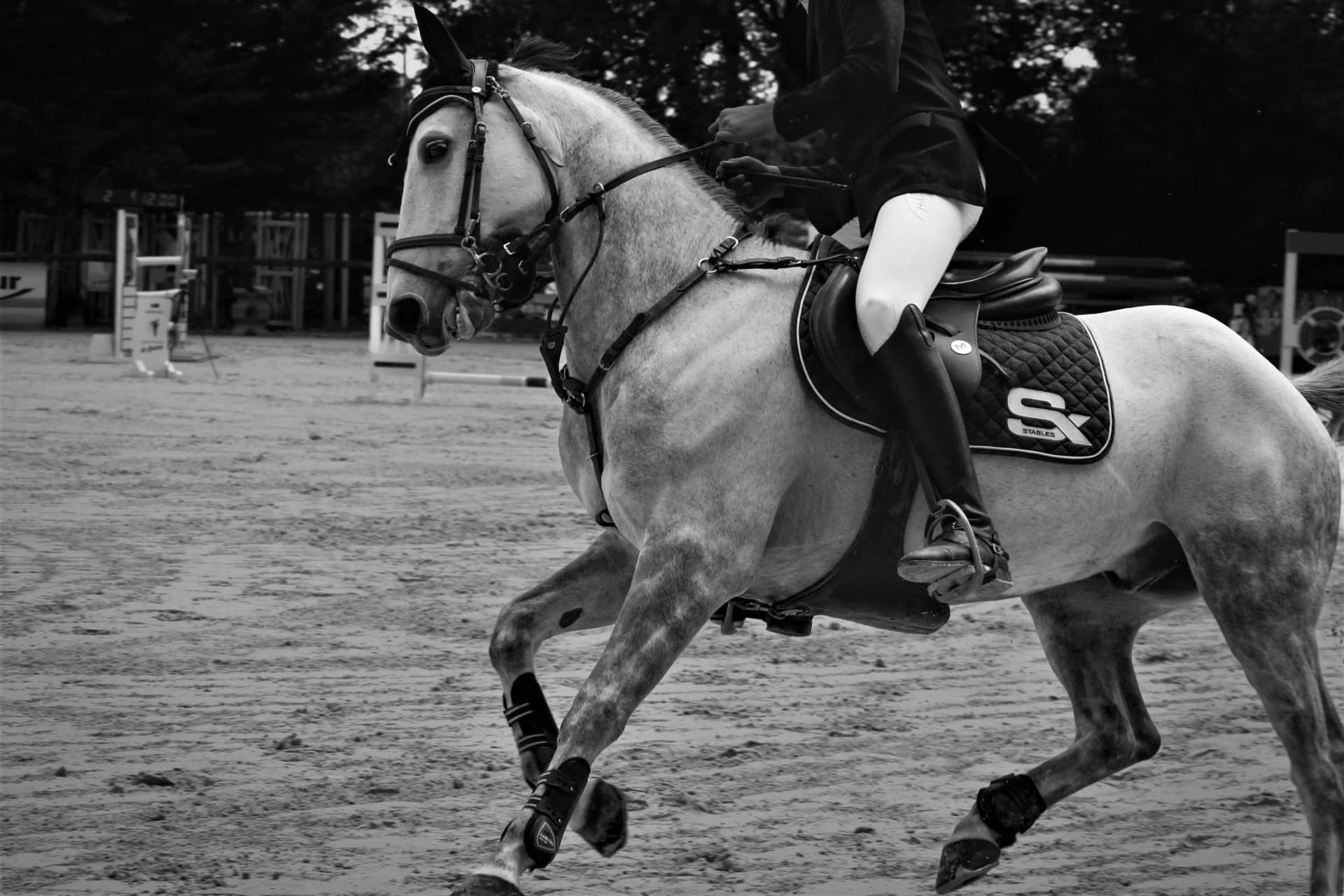 Wildlife - CHEVAL_11