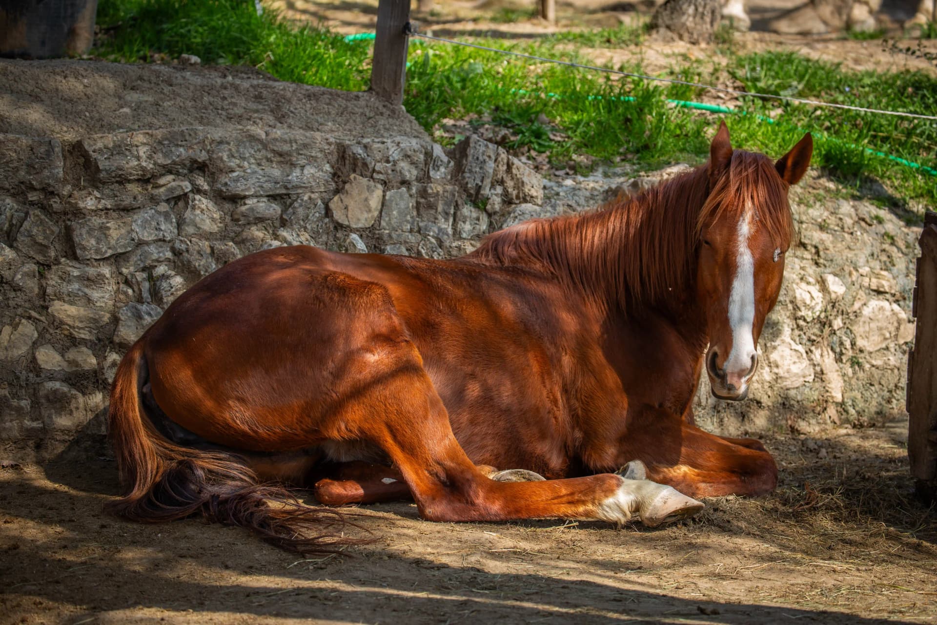 Wildlife - CHEVAL_12