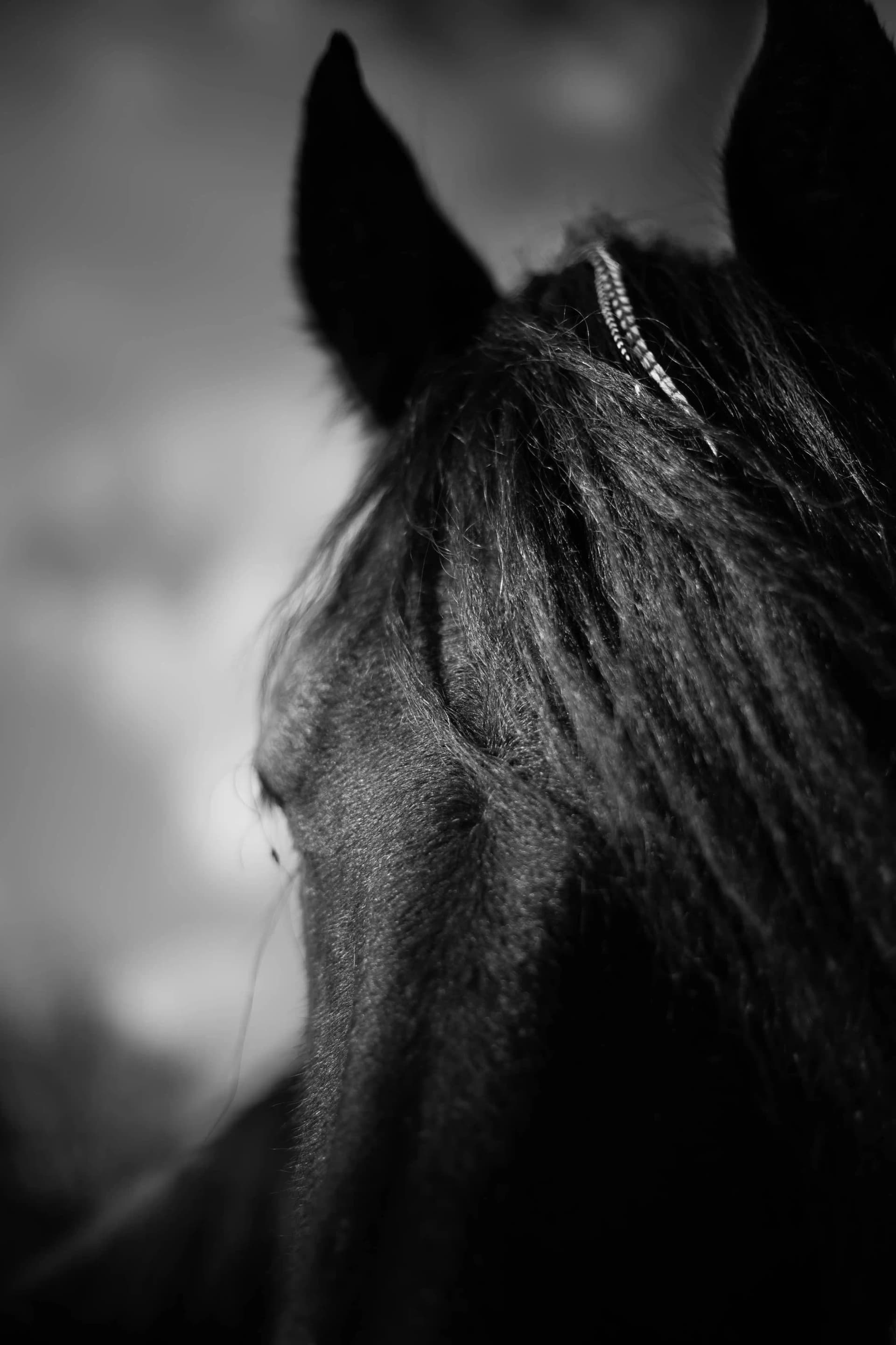 Wildlife - CHEVAL_13