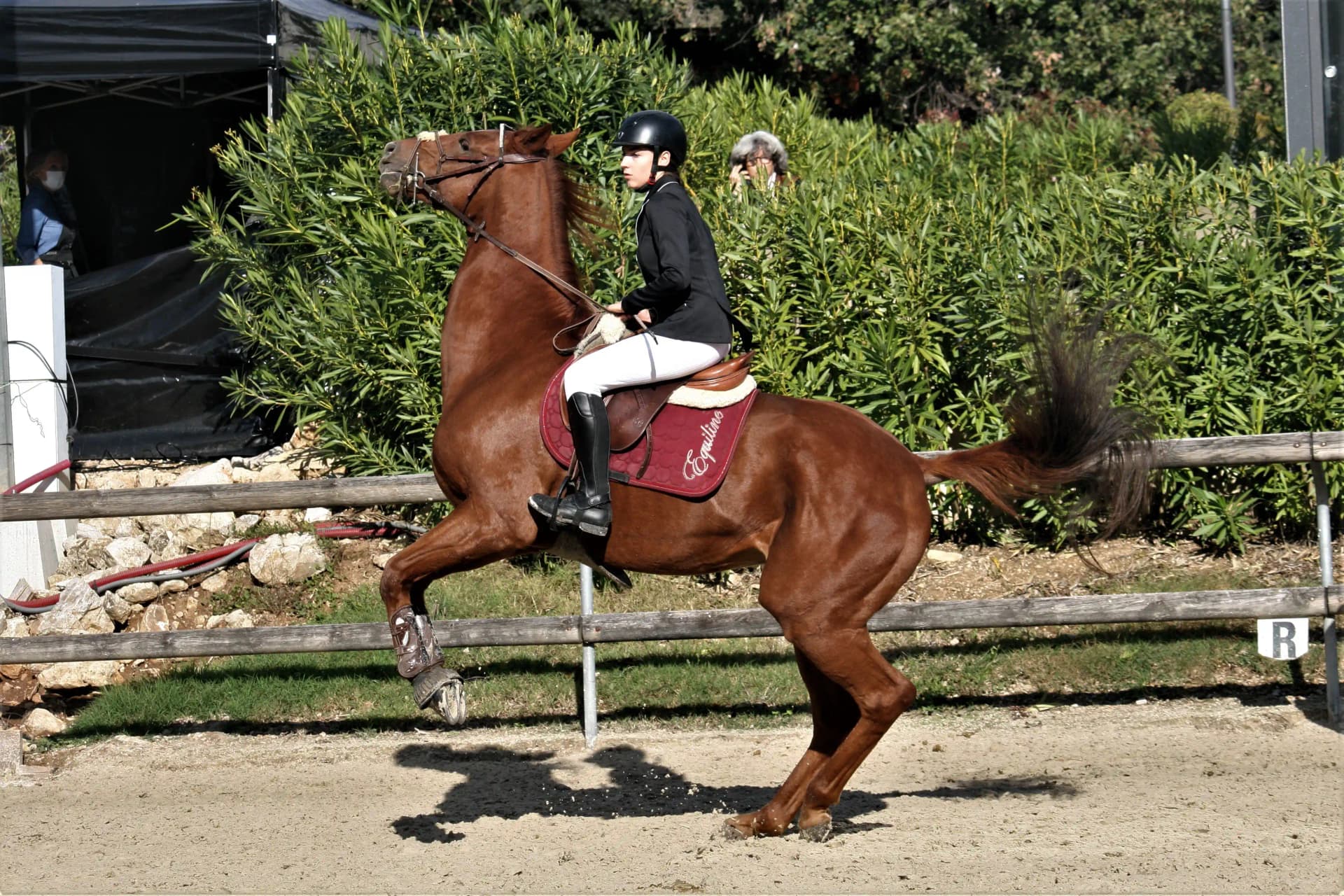 Wildlife - CHEVAL_14