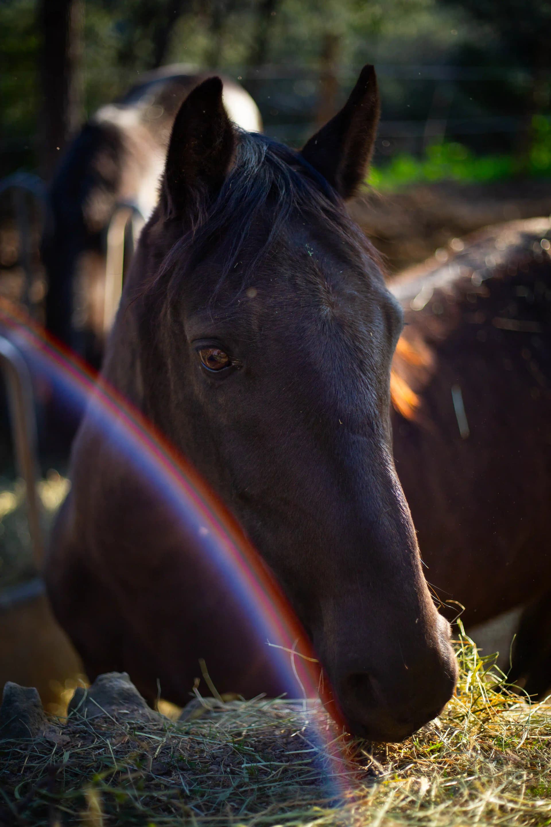 Wildlife - CHEVAL_15