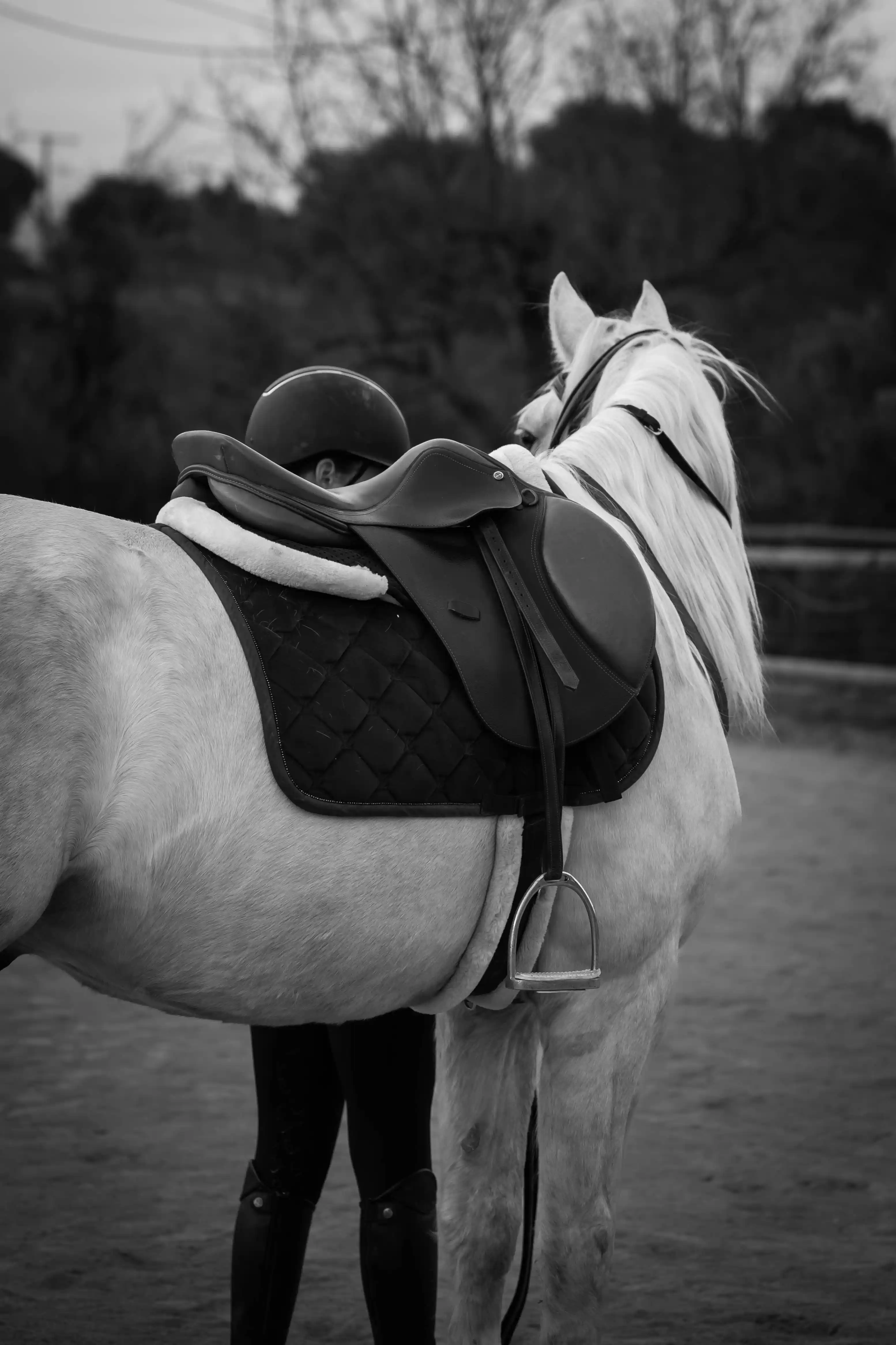 Wildlife - CHEVAL_16