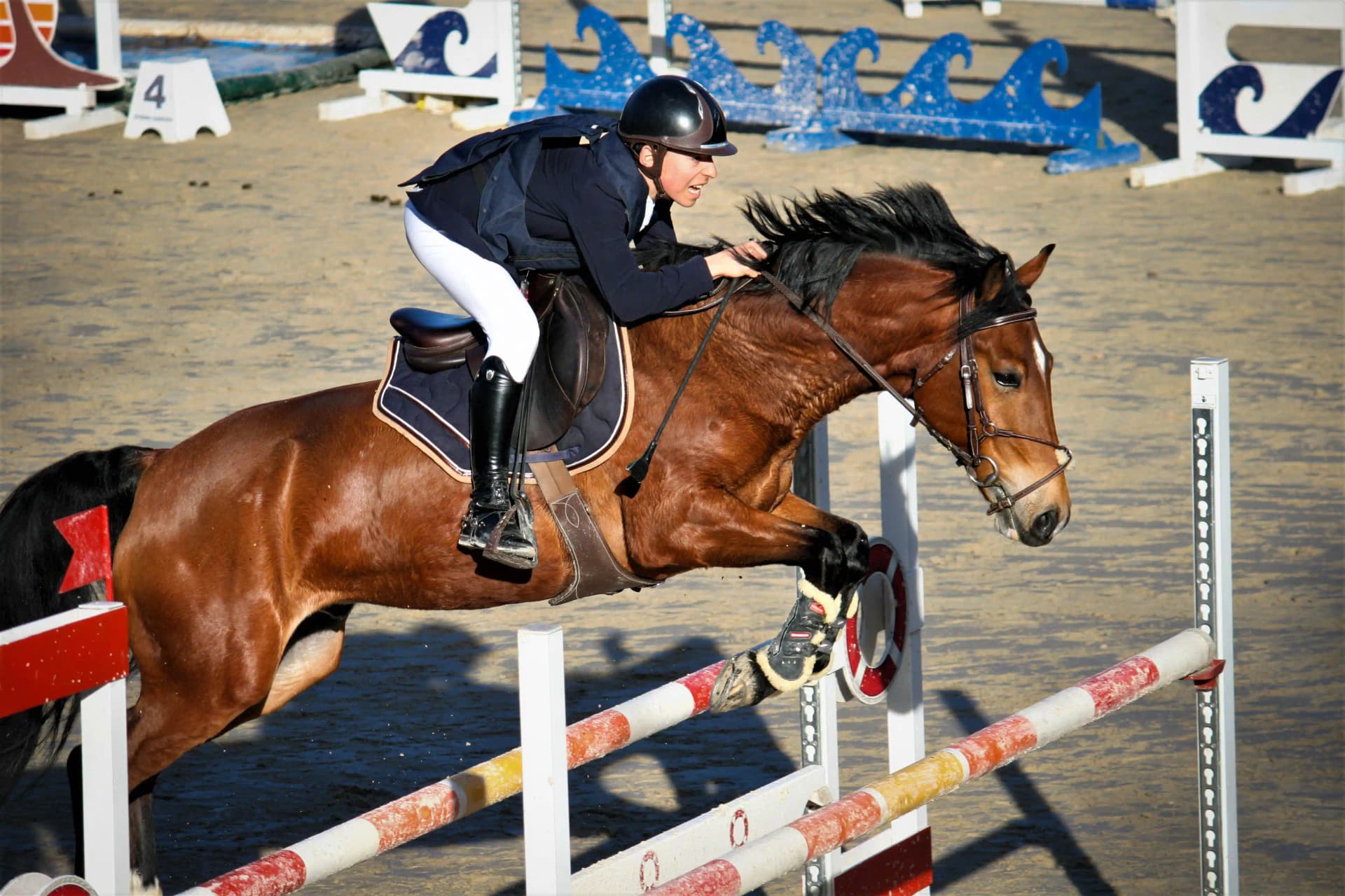 Wildlife - CHEVAL_17